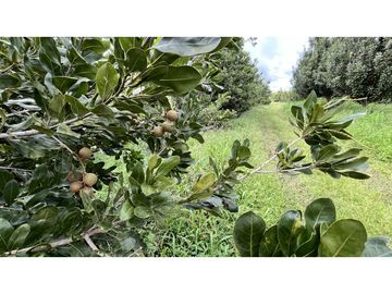 VENTA DE FINCA EN ULLOA, VALLE, COLOMBIA