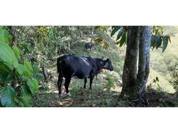 Finca ganadera productiva en san luis ant vereda La Josefina