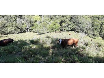 Finca ganadera productiva en san luis ant vereda La Josefina