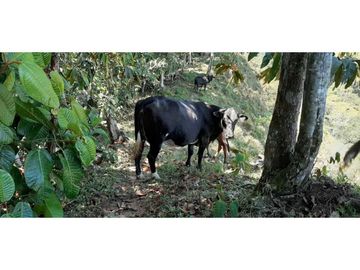 Finca ganadera productiva en san luis ant vereda La Josefina