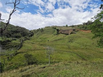 Venta finca productiva San Vicente vía a concepción
