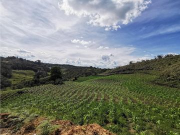 Venta finca productiva San Vicente vía a concepción