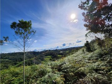 Venta finca productiva San Vicente vía a concepción