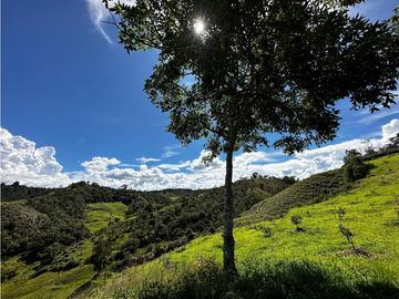 Venta finca productiva San Vicente vía a concepción