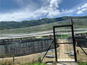 FINCA PRODUCTIVA  PISCCOLA CERCA A PORCE VEREDA EL CANEY  SANTA ROSA