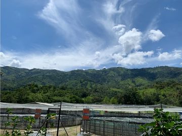 FINCA PRODUCTIVA  PISCCOLA CERCA A PORCE VEREDA EL CANEY  SANTA ROSA