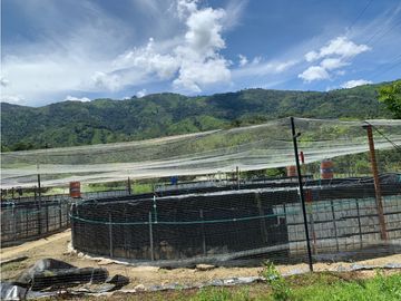 FINCA PRODUCTIVA  PISCCOLA CERCA A PORCE VEREDA EL CANEY  SANTA ROSA