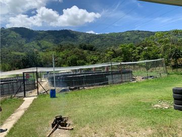 FINCA PRODUCTIVA  PISCCOLA CERCA A PORCE VEREDA EL CANEY  SANTA ROSA