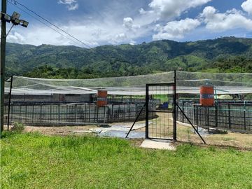 FINCA PRODUCTIVA  PISCCOLA CERCA A PORCE VEREDA EL CANEY  SANTA ROSA