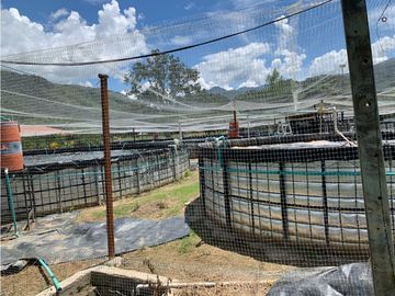 FINCA PRODUCTIVA  PISCCOLA CERCA A PORCE VEREDA EL CANEY  SANTA ROSA