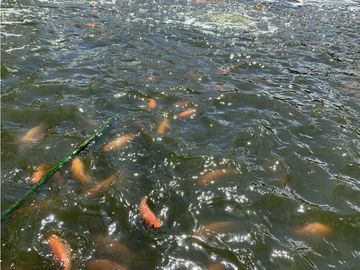 FINCA PRODUCTIVA  PISCCOLA CERCA A PORCE VEREDA EL CANEY  SANTA ROSA
