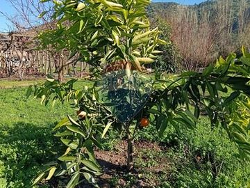Casa con Parcela en Rauco: ¡Una Oportunidad Única!