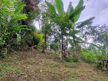 VENTA de FINCAS en PEREIRA