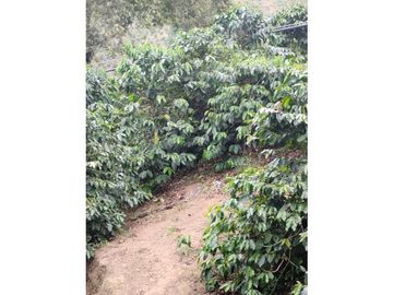 SE VENDE FINCA BARRAGAN QUINDIO