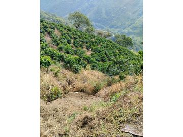 SE VENDE FINCA BARRAGAN QUINDIO