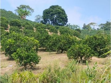 SE VENDE FINCA BARRAGAN QUINDIO