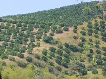 SE VENDE FINCA BARRAGAN QUINDIO