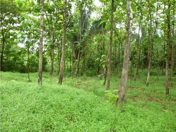 VENTA DE FINCA EN COLON EN ESCOBAL COSTA ABAJO DE PROVINCIA DE COLON