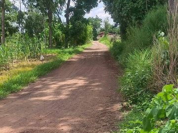 Land for sale in Si Lako, Nakhon Ratchasima