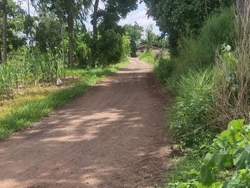 Land for sale in Si Lako, Nakhon Ratchasima