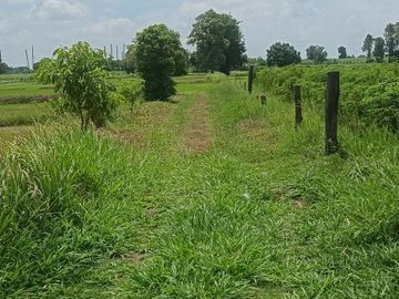 Land for sale in Si Lako, Nakhon Ratchasima