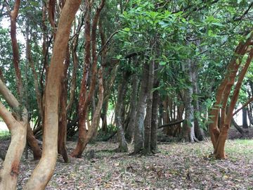 venta de tres terrenos orilla lago Ranco