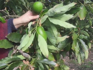 Parcela en Venta en Isla de Marchant, Curicó