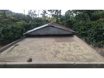 Se Vende Finca Cafetera en Quinchía Risaralda