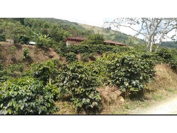 Se Vende Finca Cafetera en Quinchía Risaralda