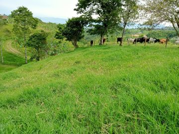 Finca Venta Arabia Pereira