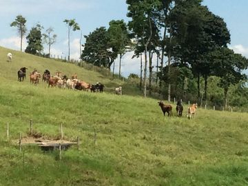 Finca Venta Arabia Pereira