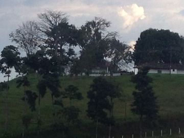 Finca Venta Arabia Pereira