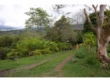 Finca para venta en el carmen K 30 borrero ayerbe 19.700 metros ²