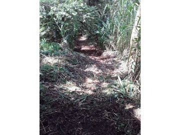 Finca para venta en el carmen K 30 borrero ayerbe 19.700 metros ²