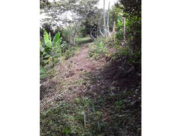 Finca para venta en el carmen K 30 borrero ayerbe 19.700 metros ²