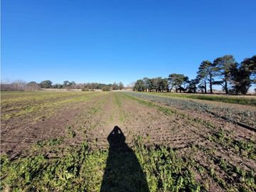 VENTA CAMPO - QUINTA DE 11 HECTAREAS EN LA POLOLA - EL BOQUERON