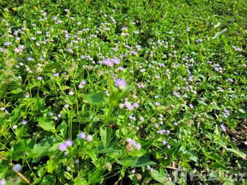 Land for sale in Bueng Ka Sam, Pathum Thani