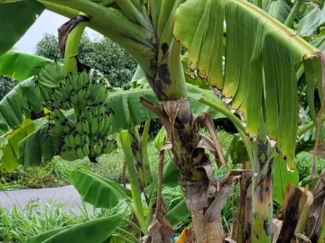 Land for sale in Bueng Ka Sam, Pathum Thani