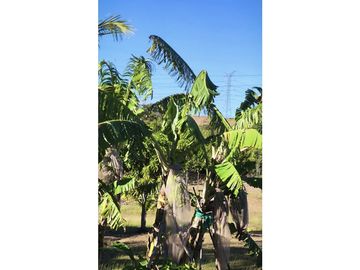 SEA CONFIABLE VENDE TERRENO CON CASA EN AGUADULCE