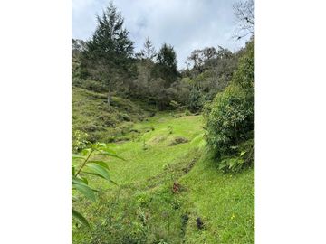 vendo finca el Santuario via a granada, agua, naturaleza. 5,5 HA