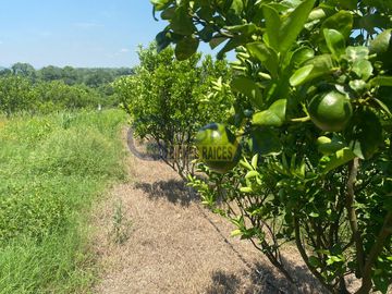 PRECIOSO RANCHO AGRÍCOLA EN BALCÁZAR, MUY CERCA DE TUXPAN, VER.