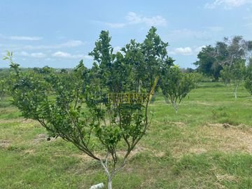 PRECIOSO RANCHO AGRÍCOLA EN BALCÁZAR, MUY CERCA DE TUXPAN, VER.