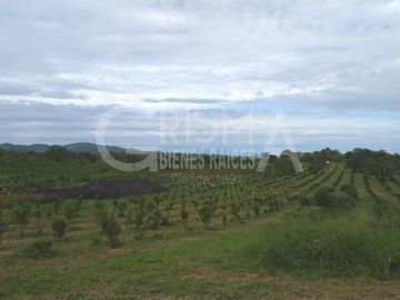PRECIOSO RANCHO AGRÍCOLA EN BALCÁZAR, MUY CERCA DE TUXPAN, VER.