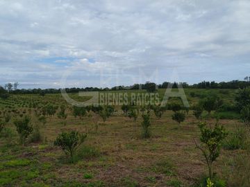PRECIOSO RANCHO AGRÍCOLA EN BALCÁZAR, MUY CERCA DE TUXPAN, VER.