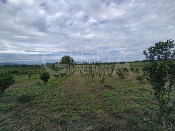 PRECIOSO RANCHO AGRÍCOLA EN BALCÁZAR, MUY CERCA DE TUXPAN, VER.