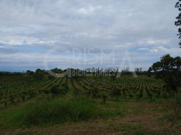 PRECIOSO RANCHO AGRÍCOLA EN BALCÁZAR, MUY CERCA DE TUXPAN, VER.