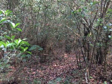 RANCHO EN VENTA EN TAMIAHUA, VERACRUZ