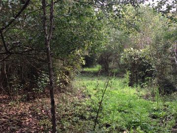 RANCHO EN VENTA EN TAMIAHUA, VERACRUZ