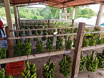 RANCHO CON TODAS LAS INSTALACIONES DE UNA  EMPACADORA DE LIMÓN.