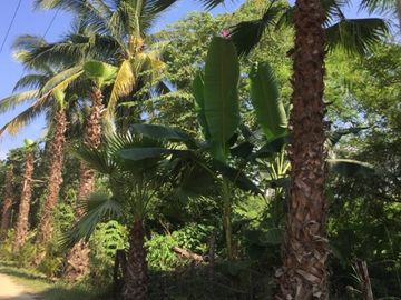LITIBU 2.5 ACRE PROPERTY  - Terreno en venta en HIGUERA BLANCA, Bahia de Banderas